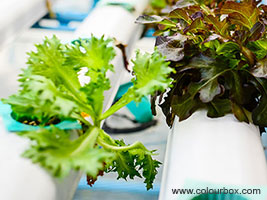 Ernæring og kosttilskot