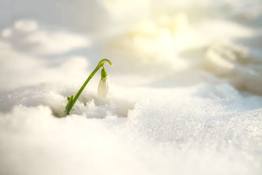 Kvitveis som er i ferd med å springe ut gjennom snøen. 